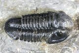 Detailed Gerastos Trilobite Fossil - Morocco #134088-2